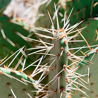 cactus, columna vertebral, agut, espinós, suculent, color verd, planta suculenta, centrar-se en primer pla, espigada, espina, dia, cap gent, primer pla, planta, naturalesa, creixement, animals a la natura, temes d'animals, animal, fauna animal, a l'aire lliure, insecte, un animal, picant, 4K, CC0, domini públic, lliure de regalies