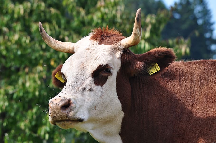 vedella, bosc Negre, bestiar simmental, bestiar, temes d'animals, mamífer, animal, animals domèstics, nacional, un animal, mascotes, ramat, vertebrats, vaca, terra, planta, cap gent, centrar-se en primer pla, bestiar domèstic, cornut, naturalesa, dia, retrat, herbívors, a l'aire lliure, cap d’animals, 2K