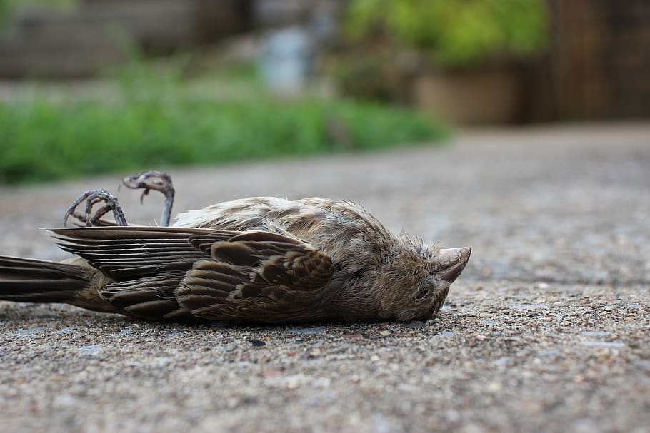 uccello, uccello morto, Morte, cestino, temi animali, animale, giorno, vertebrato, nessuno, natura, messa a fuoco selettiva, un animale, fauna selvatica, concentrarsi sulle conoscenze acquisite, all'aperto, contenitore, avvicinamento, di vimini, strada, animali allo stato selvatico, mammifero, animali domestici, livello di superficie, 5K