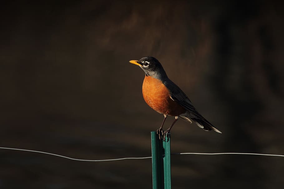 pássaro, bico, pena, animal, temas animais, um animal, vertebrado, animais selvagens, animais em estado selvagem, empoleirar, focar em primeiro plano, ninguém, dia, fechar-se, ao ar livre, robin, pólo, vista lateral, cabo, natureza, madeira - material, cor laranja, 5K
