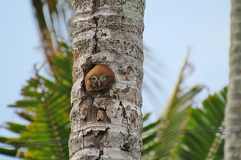 mussol, indi, rares, arbre, planta, animal, tronc de l'arbre, tronc, temes d'animals, un animal, centrar-se en primer pla, naturalesa, fauna animal, animals a la natura, dia, vista d’angle baix, cap gent, cel, primer pla, vertebrats, a l'aire lliure, invertebrat, escorça de la planta, 4K, CC0, domini públic, lliure de regalies
