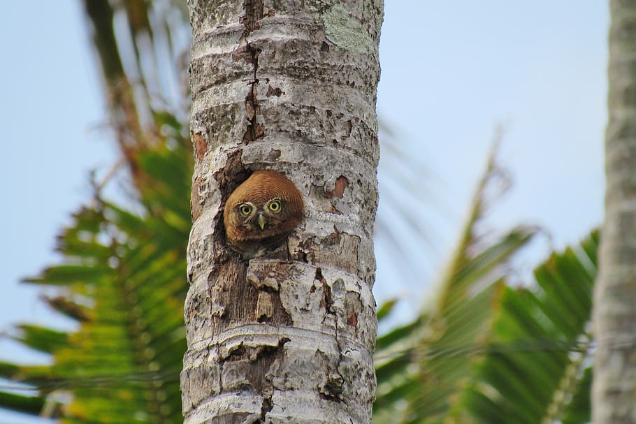 mussol, indi, rares, arbre, planta, animal, tronc de l'arbre, tronc, temes d'animals, un animal, centrar-se en primer pla, naturalesa, fauna animal, animals a la natura, dia, vista d’angle baix, cap gent, cel, primer pla, vertebrats, a l'aire lliure, invertebrat, escorça de la planta, 4K