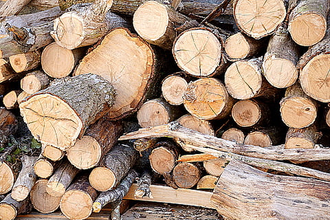 planter, tre, gren, stamme, kutte opp, falle, lager, bunke, logger, skogen, tørke, tømmer, Logg, tømmerindustrien, brensel, stable, tre - materiale, avskoging, stor gruppe gjenstander, skog, overflod, drivstoff og kraftproduksjon, full ramme, bakgrunn, fossilt brensel, ingen folk, miljøspørsmål, natur, vedstabelen, utendørs, opphakket, 5K, CC0, offentlig domene, opphavsrett gratis