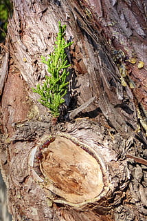 sapling, pine tree, bark, green, pine, growth, small growth, tree, plant, wood - material, tree trunk, trunk, textured, close-up, no people, nature, day, wood, plant bark, rough, outdoors, log, brown, full frame, high angle view, tree ring, 4K, CC0, public domain, royalty free