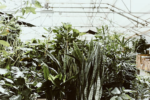 assortiment de plantes vertes, plante, aloès, serre, jardin, en plein air, vase, poterie, pot, plante en pot, planteur, les plantes, conservatoire, garderie, herbes, fleur, feuille, à base de plantes, agavacées, jardinage, croissance, se concentrer sur le premier plan, la nature, beauté dans la nature, journée, personne, couleur verte, botanique, architecture, structure construite, partie de la plante, fraîcheur, fermer, plante à fleurs, fragilité, pépinière, 5K, CC0, domaine public, libre de droits