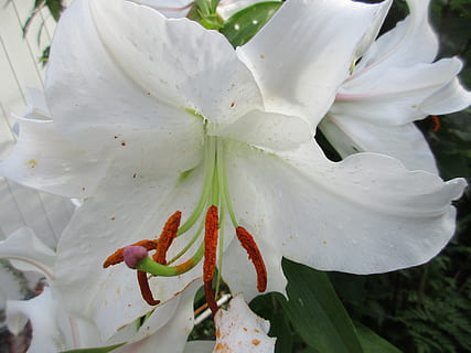 lilly, lliri blanc, flor, florint, planta amb flors, creixement, bellesa a la natura, pètal, primer pla, planta, fragilitat, inflorescència, Color blanc, vulnerabilitat, pol·len, cap de flor, frescor, estambres, cap gent, centrar-se en primer pla, naturalesa, dia, primavera, 5K, CC0, domini públic, lliure de regalies