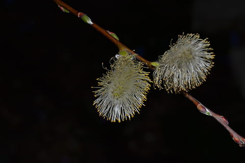 blomma, vide, vår, närbild, växt, friskhet, inget folk, bräcklighet, blommande växt, sårbarhet, svart bakgrund, natur, studio skott, växtstammen, utomhus, skönhet i naturen, tillväxt, dag, fokusera på förgrunden, knopp, kvist, 4K, CC0, offentligt domän, royaltyfria