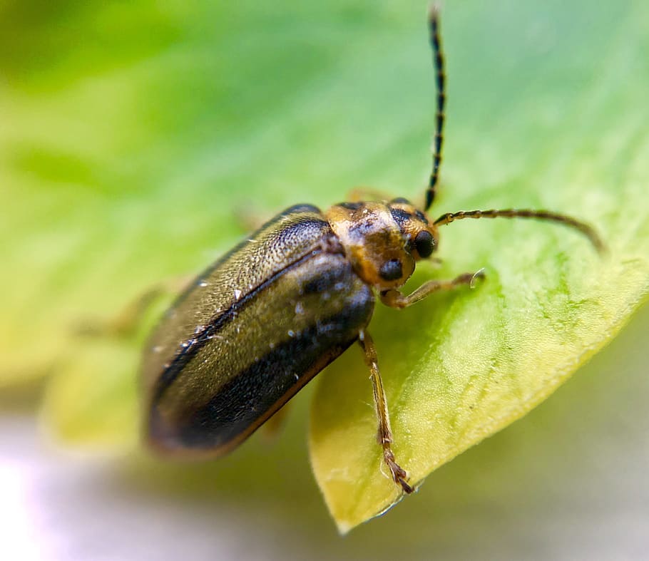 escarabat de fulla d'om, error, insecte, oms, jardí, temes d'animals, invertebrat, un animal, animal, fauna animal, animals a la natura, part de la planta, full, primer pla, color verd, naturalesa, enfocament selectiu, planta, cap gent, a l'aire lliure, dia, part del cos dels animals, centrar-se en primer pla, macro, ala dels animals, ull d’animals, 2K