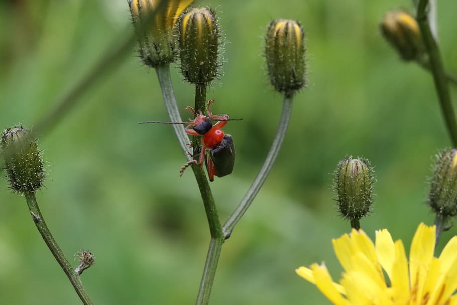 escarabat, herba, assegut, macro, bomber, planta, temes d'animals, fauna animal, flor, planta amb flors, animals a la natura, animal, un animal, invertebrat, insecte, bellesa a la natura, creixement, primer pla, fragilitat, naturalesa, frescor, cap gent, vulnerabilitat, vermell, centrar-se en primer pla, cap de flor, a l'aire lliure, polinització, 2K