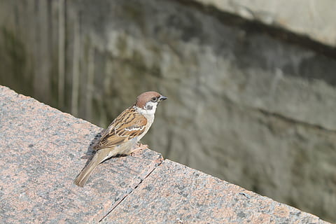ocell, pardal, temes d'animals, animal, animals a la natura, un animal, fauna animal, vertebrats, posat, centrar-se en primer pla, dia, paret, cap gent, funció de construcció de parets, primer pla, a l'aire lliure, mur de contenció, naturalesa, vista lateral, sòlid, concret, a la vora de, 4K, CC0, domini públic, lliure de regalies