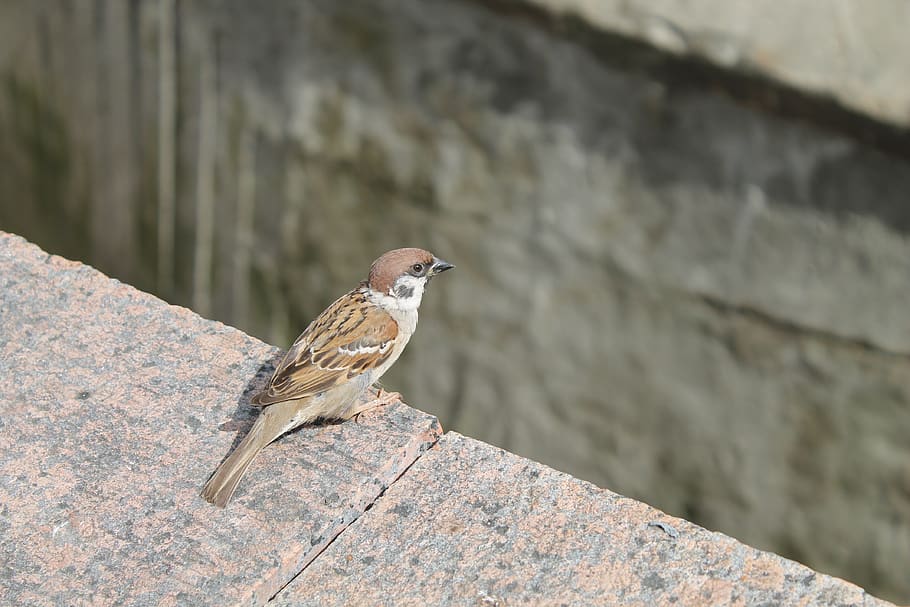 ocell, pardal, temes d'animals, animal, animals a la natura, un animal, fauna animal, vertebrats, posat, centrar-se en primer pla, dia, paret, cap gent, funció de construcció de parets, primer pla, a l'aire lliure, mur de contenció, naturalesa, vista lateral, sòlid, concret, a la vora de, 4K
