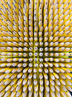 modelo, lapices, Art º, escultura, textura, conjunto, variedad, amarillo, dibujo, antecedentes, fotograma completo, nadie, de cerca, repetición, gran grupo de objetos, en venta, abundancia, adentro, flor, lado a lado, en una fila, frescura, arreglo, día, belleza en la naturaleza, planta floreciendo, naturaleza muerta, 4K
