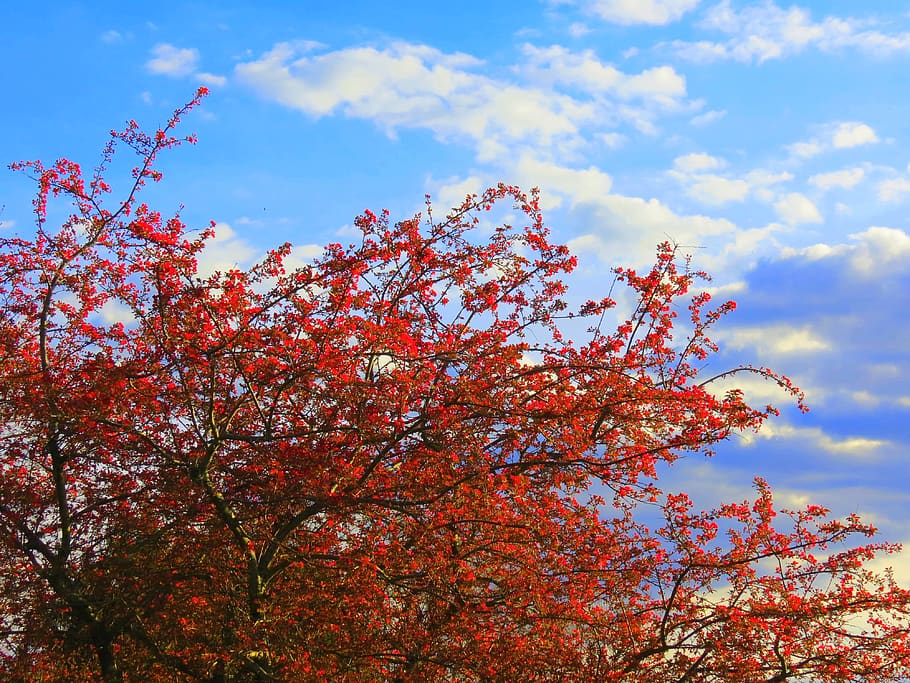 cirerer vermell, cirera, arbre, primavera, arbre vermell, naturalesa, cel, planta, creixement, núvol - cel, vista d’angle baix, bellesa a la natura, branca, flor, dia, planta amb flors, cap gent, fragilitat, tardor, a l'aire lliure, tranquil·litat, flor de cirerer, canvi, cirerer, 4K
