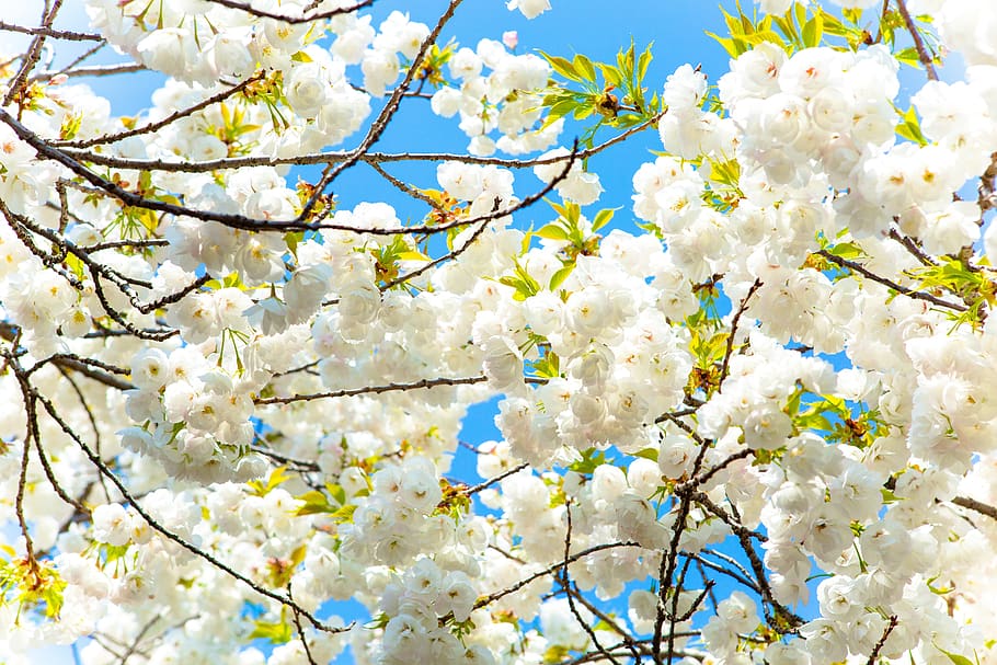 Kirsche, Blume, Himmel, Baum, blühende Pflanze, Pflanze, Zerbrechlichkeit, Schönheit in der Natur, Frühling, Ast, Frische, Verletzlichkeit, blühen, Wachstum, Natur, Flachwinkelansicht, weiße Farbe, Tag, keine Leute, Kirschblüte, Zweig, draußen, Blütenkopf, Kirschbaum, Weichheit, 5K