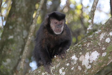 mono, observar, Guardia, fauna animal, mamífero, un animal, animales en la naturaleza, primate, árbol, vertebrado, naturaleza, bosque, día, nadie, planta, tierra, centrarse en primer plano, al aire libre, rama, selva, 4K, CC0, dominio público, libre de derechos