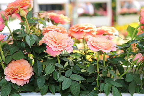 saigon, Frühling, blühende Pflanze, Blume, Schönheit in der Natur, Pflanze, Frische, Blütenblatt, Zerbrechlichkeit, Verletzlichkeit, Nahansicht, Wachstum, Blütenkopf, Blütenstand, Natur, Blatt, Pflanzenteil, pinke Farbe, Rose, Fokus auf den Vordergrund, keine Leute, Tag, draußen, 4K, CC0, gemeinfrei, lizenzfrei
