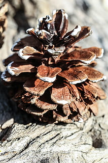 pinecone, pobūdį, makro, Iš arti, nėra žmonių, dieną, sutelkti dėmesį į naujas žinias, tekstūruotas, pušies kūgis, mediena - medžiaga, augalų, šiurkštus, atrankinis dėmesys, ruda, lauke, sausas, medis, saulės šviesa, modelį, medžio kamienas, grožis gamtoje, bagažinė, žievė, spygliuočių medis, 5K, CC0, Viešasis domenas, nemokamai