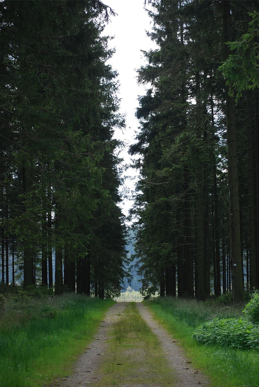 natura, foresta, albero, percorso a piedi, strada, sentiero, conifere, pianta, direzione, la strada davanti, terra, crescita, prospettiva decrescente, la tranquillità, scena tranquilla, nessuno, colore verde, erba, scena non urbana, punto di fuga, strada sterrata, bellezza nella natura, bosco, all'aperto, treelined, 1080P