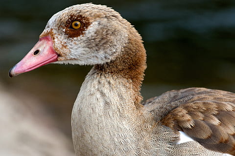 άγριος, nilgans, widgans, ποτάμι, πουλί, ζωικά θέματα, άγριας ζωής των ζώων, ζώα στη φύση, ένα ζώο, ζώο, σπονδυλωτό, εστίαση σε νέα στοιχεία, γκρο πλαν, χήνα, ημέρα, χωρίς κόσμο, ράμφος, νερό πουλί, μέρος του σώματος των ζώων, φύση, greylag goose, κοιτάζοντας, πλαϊνή όψη, σε εξωτερικό χώρο, κεφάλι ζώων, ζωικό λαιμό, προβολή προφίλ, μάτι των ζώων, 2K, CC0, δημόσιος τομέαςα, χωρίς δικαιώματαe