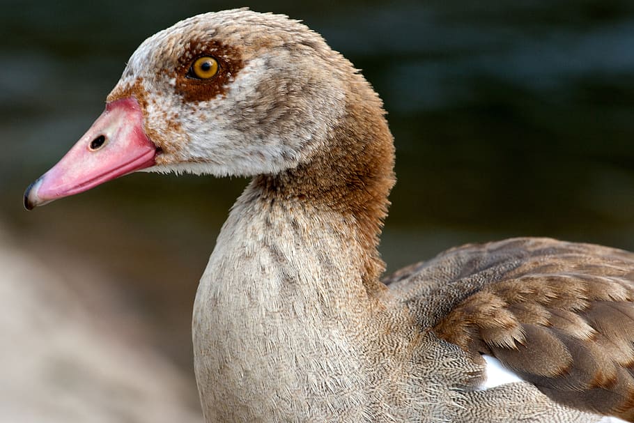salvatge, nilgans, widgans, riu, ocell, temes d'animals, fauna animal, animals a la natura, un animal, animal, vertebrats, centrar-se en primer pla, primer pla, oca, dia, cap gent, bec, ocell aquàtic, part del cos dels animals, naturalesa, oca de vareta, mirant, vista lateral, a l'aire lliure, cap d’animals, coll d'animals, vista del perfil, ull d’animals, 2K