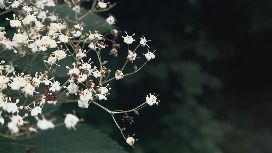 primavera, Fiore di sambuco, pianta, pianta fiorita, fiore, fragilità, vulnerabilità, freschezza, bellezza nella natura, crescita, Colore bianco, avvicinamento, concentrarsi sulle conoscenze acquisite, nessuno, petalo, natura, testa di fiore, giorno, infiorescenza, messa a fuoco selettiva, all'aperto, botanica, 5K
