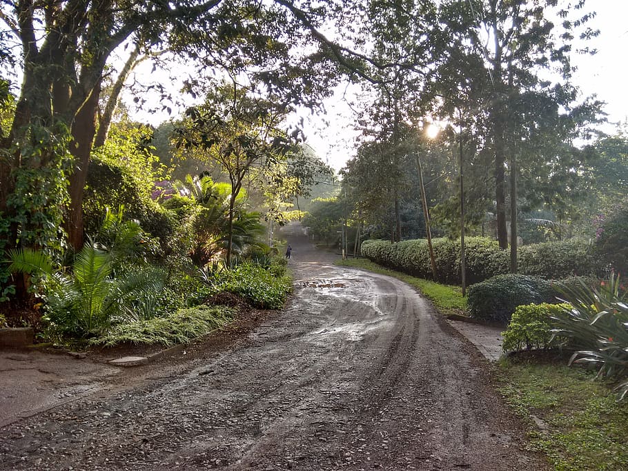 fang, Camí, arbres, humit, naturalesa, bassal, marró, verd, carretera, bosc, arbre, planta, direcció, el camí a seguir, creixement, tranquil·litat, bellesa a la natura, transport, cap gent, color verd, dia, escena tranquil·la, terra, sendera, escena no urbana, perspectiva decreixent, llum solar, a l'aire lliure, llarg, 2K