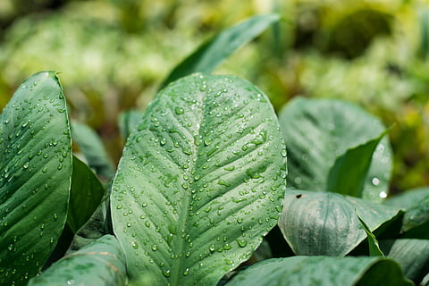gotes de rosada, fulla única, full, rosada, solter, tirar, verd, fresc, frescor, jardí, estiu, planta, jardineria, jardiner, botànica, color verd, creixement, part de la planta, primer pla, bellesa a la natura, aigua, cap gent, humit, naturalesa, dia, enfocament selectiu, centrar-se en primer pla, a l'aire lliure, menjar i beguda, planta suculenta, gota de pluja, fulles, puresa, 5K, CC0, domini públic, lliure de regalies