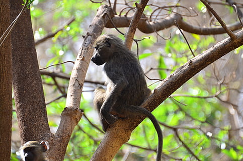 Affe, Tansania, Tiere, Tier, Tierwelt, Tierthemen, Tiere in freier Wildbahn, Baum, Säugetier, Ast, Pflanze, Wirbeltier, ein Tier, Primas, Natur, keine Leute, Tag, Sitzung, Fokus auf den Vordergrund, Wald, Land, Flachwinkelansicht, klettern, draußen, 4K, CC0, gemeinfrei, lizenzfrei
