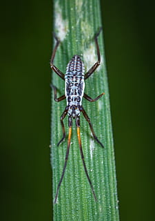 macro, insect, ê, one animal, animal wildlife, animal themes, animal, animals in the wild, invertebrate, close-up, green color, arthropod, arachnid, no people, nature, day, spider, zoology, focus on foreground, outdoors, animal body part, plant, animal eye, 4K, CC0, public domain, royalty free