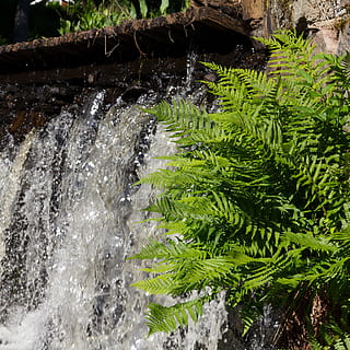 waterfall, greenery, closeup, water, plant, nature, motion, green color, beauty in nature, growth, no people, flowing water, day, scenics - nature, tree, outdoors, flowing, rock, long exposure, forest, plant part, falling water, purity, 2K, CC0, public domain, royalty free