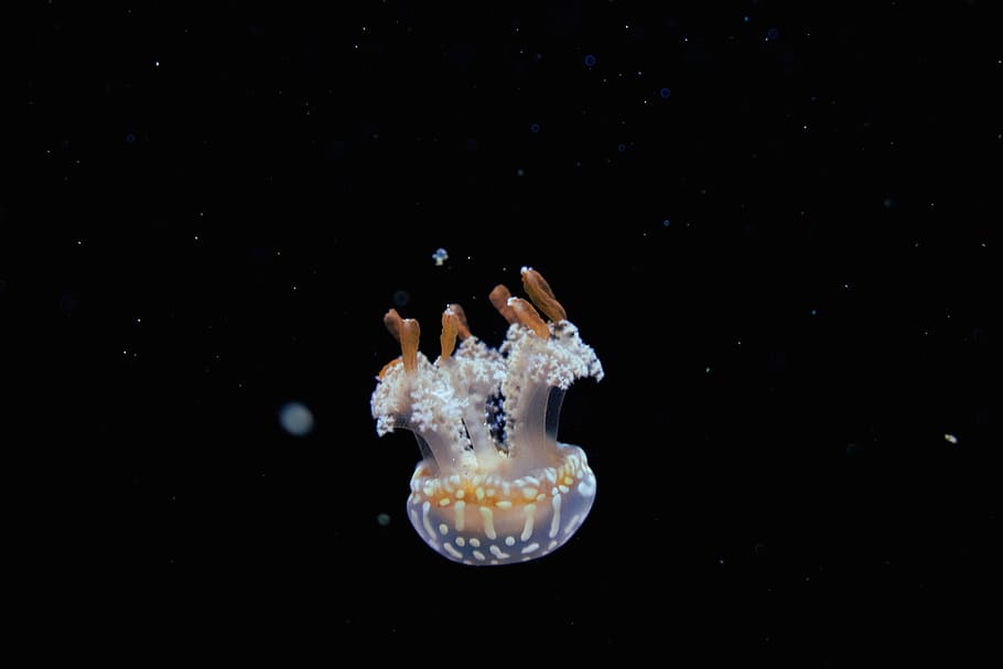 blanc, marró, meduses, animal, la vida marina, invertebrat, aigua, oceà, naturalesa, aquari, peix, delicada, aquaris, nedar, depredador, gelea, iphone, lliscar, iphone x, trampa, suau, aventura, animals a la natura, fauna animal, temes d'animals, sota l'aigua, mar, un animal, marí, cap gent, còpia espai, primer pla, fons negre, a l'interior, submarí, 5K