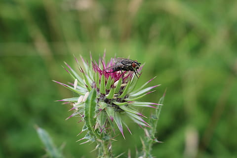 bite, nature, field, animal themes, one animal, animals in the wild, animal, invertebrate, animal wildlife, insect, plant, flower, flowering plant, close-up, fragility, beauty in nature, vulnerability, growth, focus on foreground, day, no people, green color, flower head, pollination, outdoors, animal wing, purple, 5K, CC0, public domain, royalty free