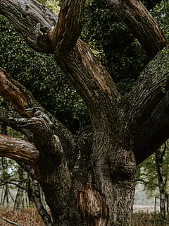 arbre de fulles verdes, tronc de l'arbre, arbre, planta, animal, vida salvatge, elefant, mamífer, roba, samarreta, pell, full, gat, mascota, siamès, arrel, ocell, jay, a l'aire lliure, terra, tronc, creixement, textura, cap gent, naturalesa, dia, branca, escorça, primer pla, material de fusta, aspre, bosc, tranquil·litat, vista d’angle baix, escorça de la planta, entrellaçats, 8K, CC0, domini públic, lliure de regalies