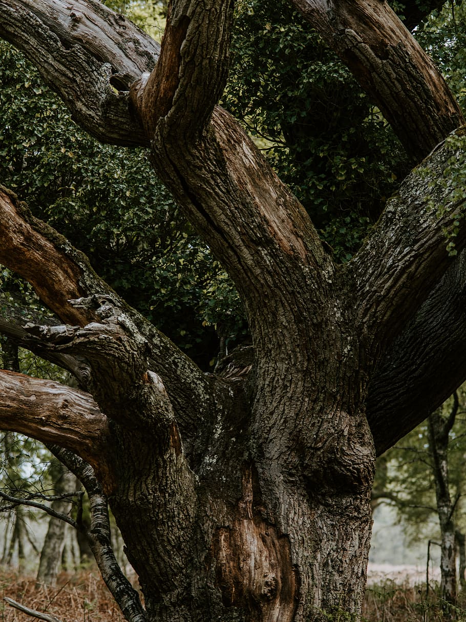 arbre de fulles verdes, tronc de l'arbre, arbre, planta, animal, vida salvatge, elefant, mamífer, roba, samarreta, pell, full, gat, mascota, siamès, arrel, ocell, jay, a l'aire lliure, terra, tronc, creixement, textura, cap gent, naturalesa, dia, branca, escorça, primer pla, material de fusta, aspre, bosc, tranquil·litat, vista d’angle baix, escorça de la planta, entrellaçats, 8K