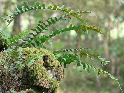 bregne, mos, log, plante, vækst, grøn farve, fokus på forgrunden, blad, plante del, natur, træ, ingen mennesker, dag, tæt på, skønhed i naturen, udendørs, dyr i naturen, ro, botanik, Skov, dyre temaer, dyr, lichen, 2K, CC0, offentligt domæne, royaltyfrie
