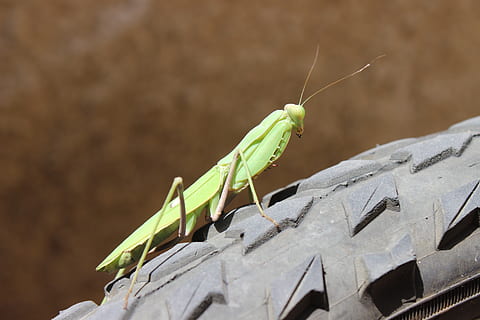 insect, spring, macro, hell, animal, animal themes, invertebrate, animal wildlife, animals in the wild, one animal, day, nature, close-up, focus on foreground, no people, praying mantis, green color, grasshopper, sunlight, outdoors, animal antenna, animal body part, selective focus, 5K, CC0, public domain, royalty free