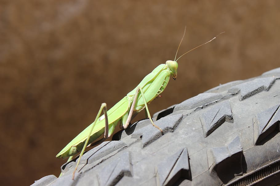 insectă, primăvară, macro, iad, animal, animale tematice, nevertebrat, animale sălbatice, animale în sălbăticie, un animal, zi, natură, a închide, să se concentreze asupra primelor elemente, nici o persoana, călugăriță, Culoarea verde, lăcustă, lumina soarelui, în aer liber, antena animală, partea corpului animalului, selectiv, 5K