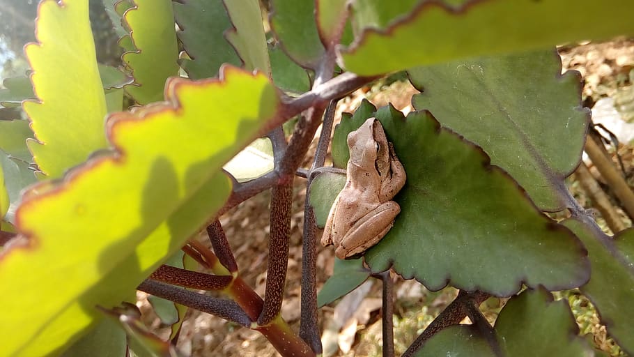 bullfrog, planta, full, part de la planta, creixement, color verd, primer pla, dia, cap gent, naturalesa, bellesa a la natura, centrar-se en primer pla, enfocament selectiu, a l'aire lliure, arbre, espina, vulnerabilitat, llum solar, fragilitat, fulles, tranquil·litat, 2K