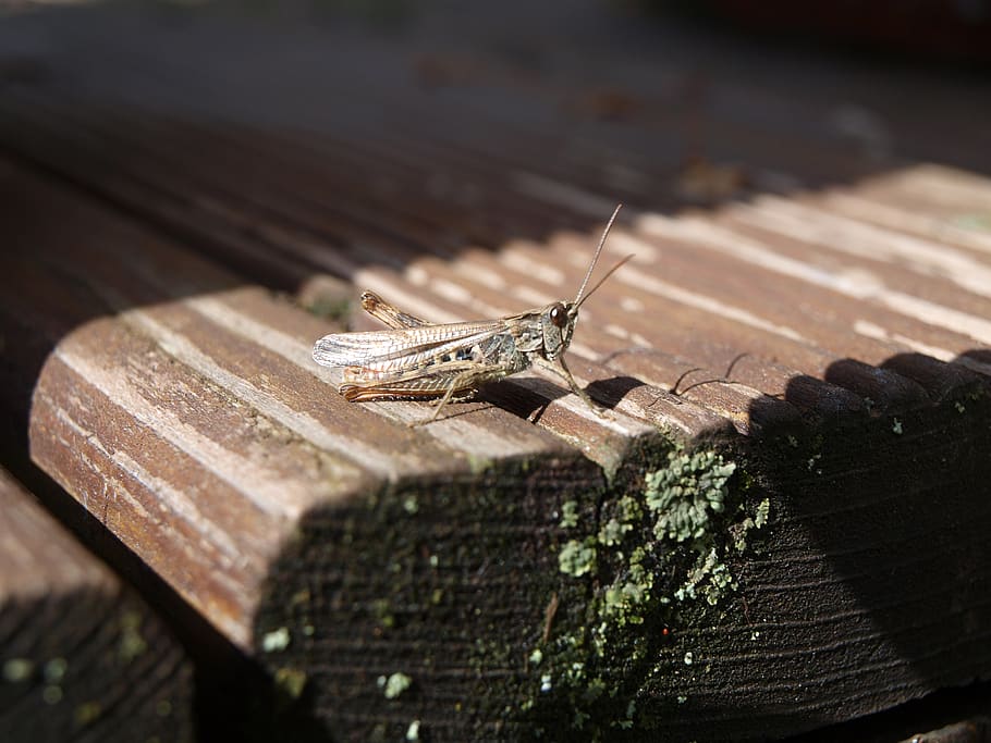 cricket, græshoppe, dyreliv, dyre temaer, dyr i naturen, et dyr, dyr, træ - materiale, krybdyr, ingen mennesker, hvirvelløse, natur, selektiv fokusering, insekt, firben, dag, tæt på, hvirveldyr, udendørs, sollys, zoologi, planke, 2K