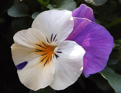 Viola, Frühling, Blume, blühende Pflanze, Blütenblatt, Frische, Zerbrechlichkeit, Verletzlichkeit, Schönheit in der Natur, Pflanze, Nahansicht, Blütenstand, Blütenkopf, Wachstum, Stiefmütterchen, Natur, Fokus auf den Vordergrund, weiße Farbe, lila, keine Leute, Tag, draußen, Pollen, 1080P, CC0, gemeinfrei, lizenzfrei