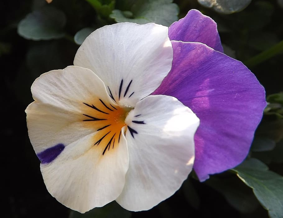 viola, jaro, květ, kvetoucí rostlina, okvětní lístek, svěžest, křehkost, zranitelnost, krása v přírodě, rostlina, detail, květenství, květu hlavy, růst, maceška, Příroda, zaměřit se na popředí, bílá barva, nachový, nikdo, den, venku, pyl, 1080P