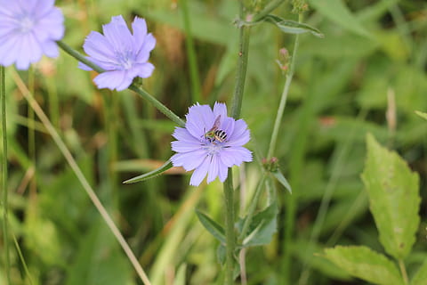 cicoria, abella, pol·linitzar, planta amb flors, flor, vulnerabilitat, fragilitat, planta, frescor, creixement, bellesa a la natura, pètal, primer pla, inflorescència, porpra, cap de flor, naturalesa, cap gent, centrar-se en primer pla, color verd, tija de la planta, enfocament selectiu, dia, pol·len, innocència, 4K, CC0, domini públic, lliure de regalies