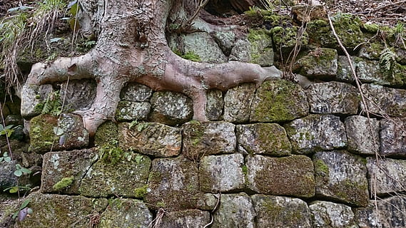 radice, albero, radice dell'albero, foresta, parete, pietre, radicato, vigore, contenente, crescita, nessuno, solido, giorno, pianta, natura, strutturato, roccia, roccia - oggetto, all'aperto, modello, architettura, terra, ruvido, muro di pietra, la tranquillità, pietra - oggetto, 2K, CC0, dominio pubblico, privo di copyright
