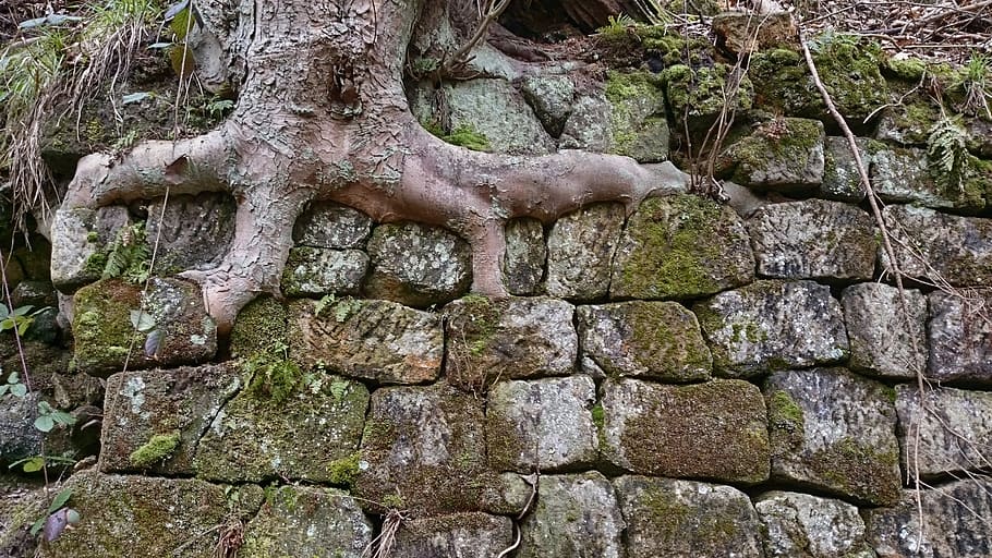 arrel, arbre, arrel de l’arbre, bosc, paret, pedres, arrelat, força, contenint, creixement, cap gent, sòlid, dia, planta, naturalesa, textura, rock, rock - object, a l'aire lliure, patró, arquitectura, terra, aspre, paret de pedra, tranquil·litat, pedra - objecte, 2K