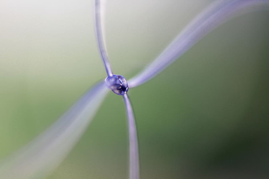 knude, makro, reb, mønster, Opret forbindelse, perspektiv, tæt på, ingen mennesker, selektiv fokusering, plante, ekstrem nærbillede, natur, grøn farve, enkelt objekt, studio skud, vækst, hængende, blå, dråbe, skønhed i naturen, fokus på forgrunden, vand, udendørs, lilla, friskhed, renhed, 2K