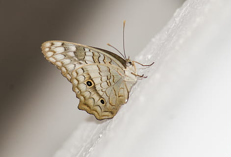 fluture, gândac, a zbura, un animal, animale tematice, animal, animale sălbatice, animale în sălbăticie, insectă, nevertebrat, animal aripă, partea corpului animalului, a închide, natură, fluture - insectă, frumusețe în natură, studio shot, cap de animal, nici o persoana, marcarea animalelor, zoologie, în interior, molie, ochi de animale, pe scara animalelor, 4K, CC0, domeniu public, fără drepturi de autor