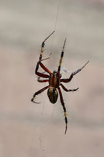 edderkopp, arachnid, web, virvelløse, insekt, dyre temaer, dyr i naturen, dyr, ett dyr, leddyr, dyreliv, spindelvev, nærbilde, fokusere på forgrunnen, skjørhet, dyr bein, dyr kroppsdel, natur, zoologi, overlevelse, utendørs, ingen folk, giftig, 4K, CC0, offentlig domene, opphavsrett gratis