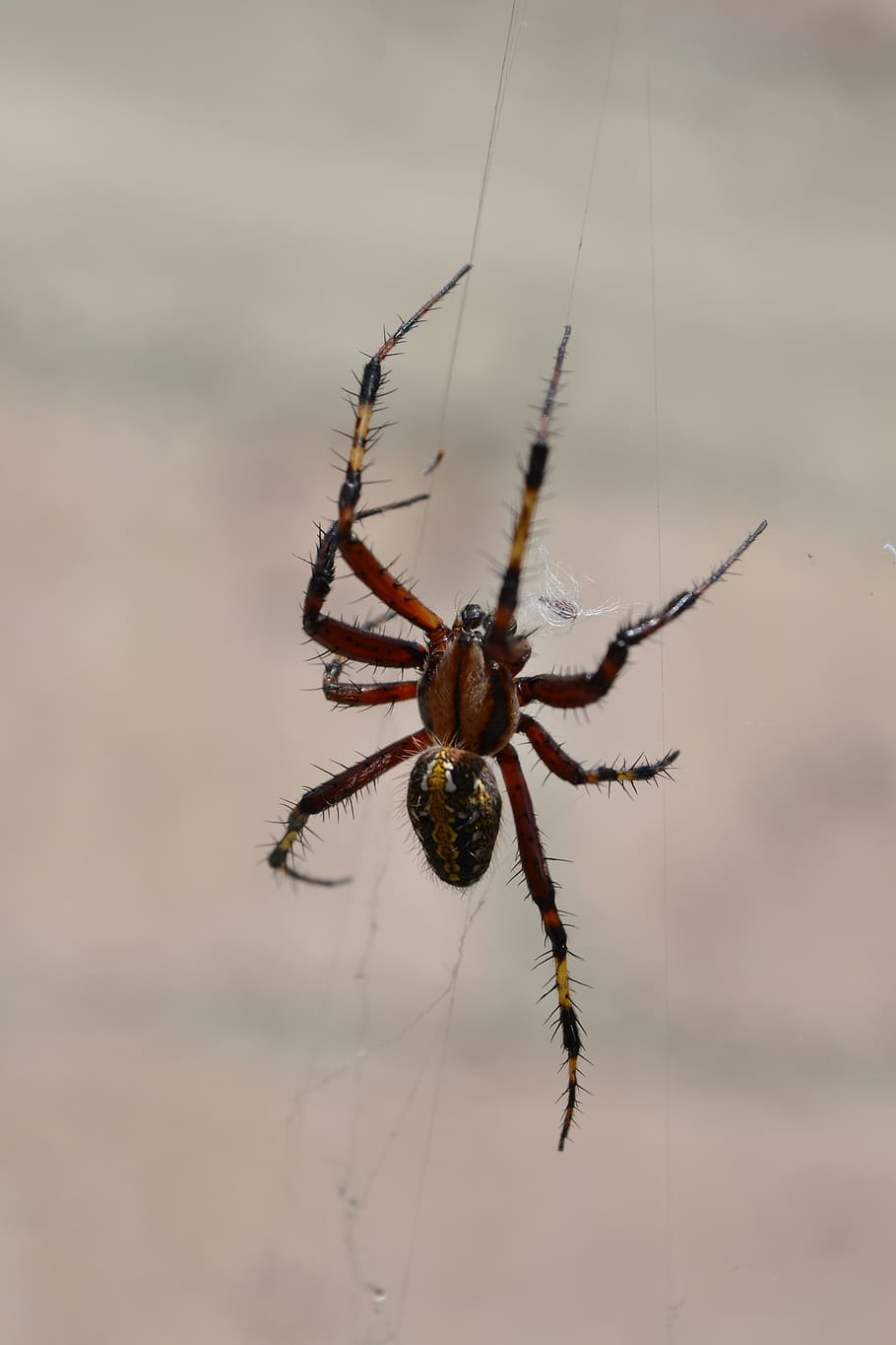 edderkopp, arachnid, web, virvelløse, insekt, dyre temaer, dyr i naturen, dyr, ett dyr, leddyr, dyreliv, spindelvev, nærbilde, fokusere på forgrunnen, skjørhet, dyr bein, dyr kroppsdel, natur, zoologi, overlevelse, utendørs, ingen folk, giftig, 4K