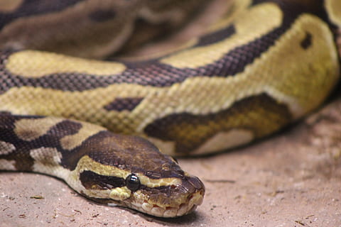 serp, python, rèptil, animal, pitó de pilota, pilota, terrari, groc, tacat, taques, daurat, escala, escales, bonic, marró, zoo, toronto, toronto zoo, desert, temes d'animals, un animal, fauna animal, vertebrats, animals a la natura, part del cos dels animals, primer pla, cap gent, naturalesa, comunicació, escala d’animals, arrissat, centrar-se en primer pla, signe, cap d’animals, senyal d'advertència, verinós, ull d’animals, llengua animal, 4K, CC0, domini públic, lliure de regalies
