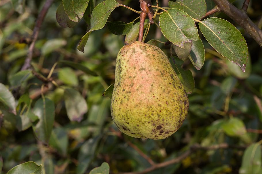 pera, òxid, crosta, fruita, menjar, alimentació saludable, menjar i beguda, full, part de la planta, planta, creixement, color verd, centrar-se en primer pla, frescor, primer pla, naturalesa, cap gent, dia, arbre, benestar, a l'aire lliure, bellesa a la natura, arbre fruiter, madur, 5K